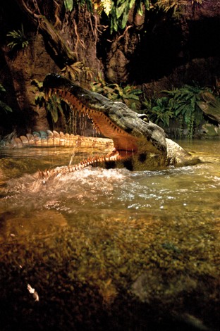 dinos Klimawert
