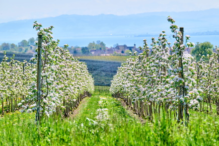 Bodensee Apfelblüte